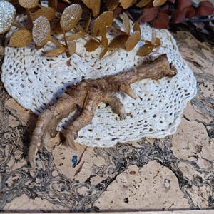 May include: A dried bird foot with sharp talons rests on a white crocheted doily. The foot is a light brown color with a textured surface. Decorative gold glitter leaves and a cork background complete the composition.
