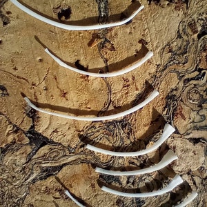 May include: A collection of curved, white, bone-like pieces arranged on a textured, light brown surface. The pieces vary in size and curvature, suggesting a potential anatomical or artistic theme.