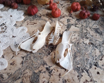 DeathTaxUSA • #2558 - Real Animal Mixed Miscellaneous Limb Bone Lot | Broken Bones | Natural Curio Oddities Oddity | Taxidermy Specimen