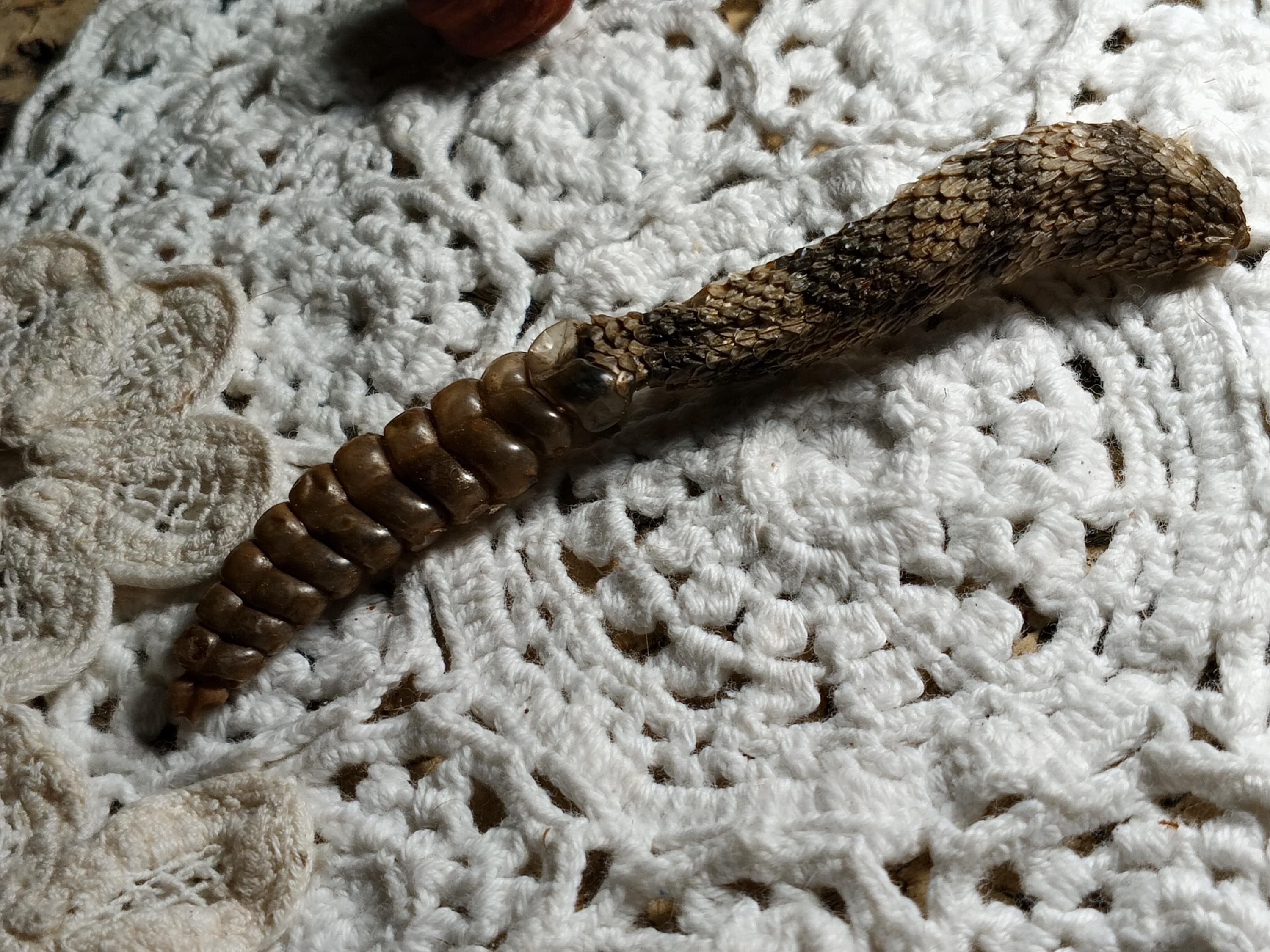 Deathtaxusa • #4374 - Real Animal Freeze Dried Rattler Rattlesnake ...