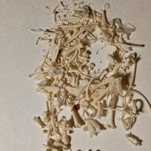 May include: A pile of small, off-white bones and bone fragments, possibly from a small animal, scattered on a light-colored surface. The bones vary in size and shape, with some appearing to be ribs or vertebrae.
