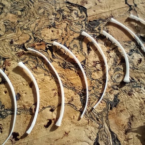 May include: A collection of small, curved, off-white bone fragments arranged on a textured, brown surface. The bones are evenly spaced, creating a visual pattern. The lighting highlights the texture of the bones and the surface.