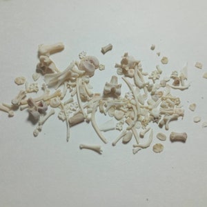 May include: A collection of small, off-white animal bones scattered on a white surface. The bones vary in size and shape, including vertebrae, ribs, and other skeletal fragments. The arrangement appears random, with some bones overlapping.
