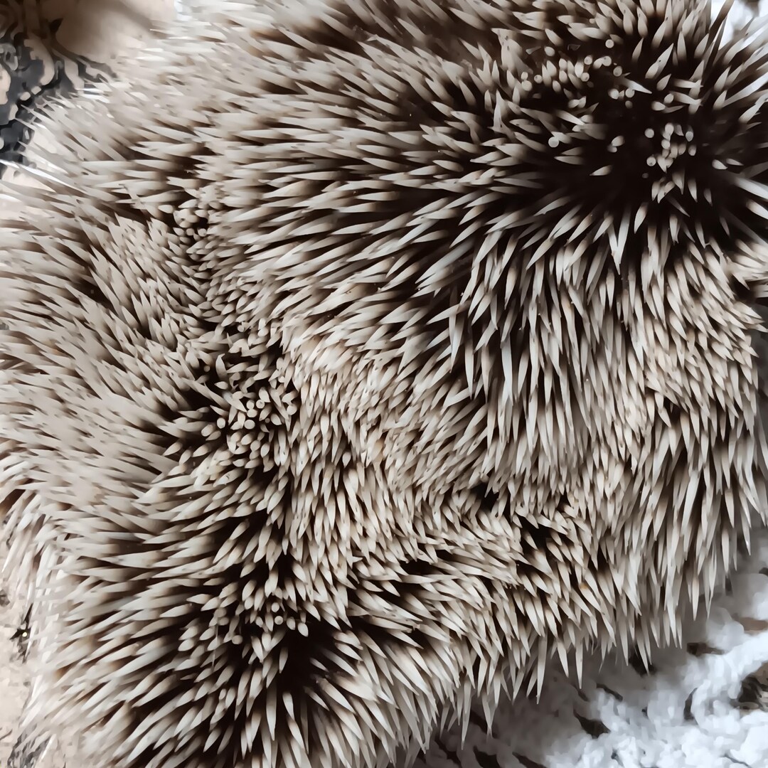 Deathtaxusa #3743 - Real Animal Mummified Dried Domestic Hedgehog Skin ...