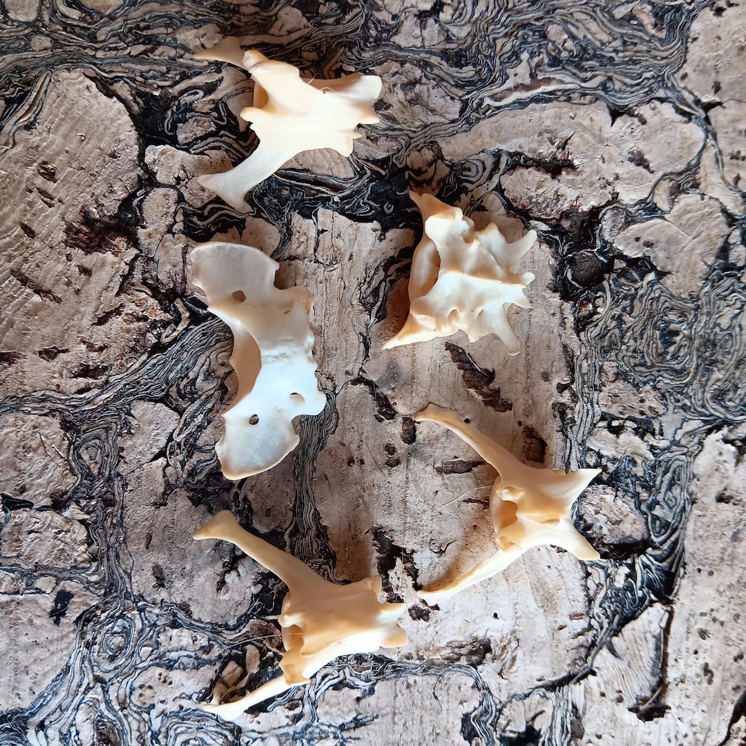Deathtaxusa • #3184 - Real Fox Vertebrae Vertebra Bone Bon…