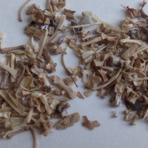 May include: A collection of small, beige animal bones and bone fragments scattered on a white surface. The assortment includes various shapes and sizes, with some pieces appearing to be ribs and vertebrae.