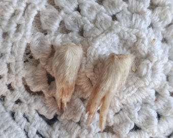 DeathTaxUSA • #4576 - Real FREEZE Dried Large Adult Domestic Rodent Feet Paws Pair | Rat Rats Mice Mouse | Oddities | Taxidermy Specimen