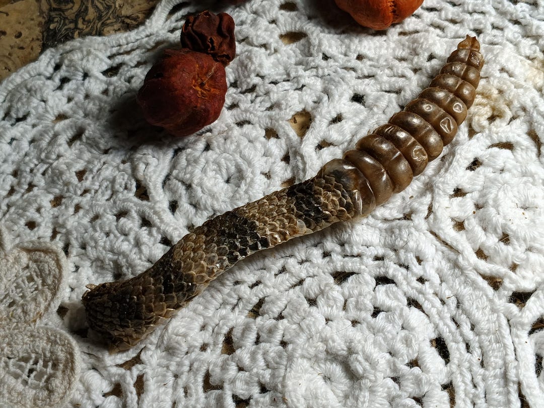 Deathtaxusa • #4374 - Real Animal Freeze Dried Rattler Rattlesnake ...