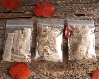 DeathTaxUSA • SAMPLER Snake Skin Shed Molt | Snakes Serpent Reptile | Curio Oddities Witchcraft Wiccan Spells Isopods | Taxidermy Specimen