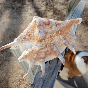May include: A large, ornate seashell with a cream and orange pattern rests on a weathered wooden fence post. The shell's spiky protrusions and textured surface are visible. A dog is in the background.