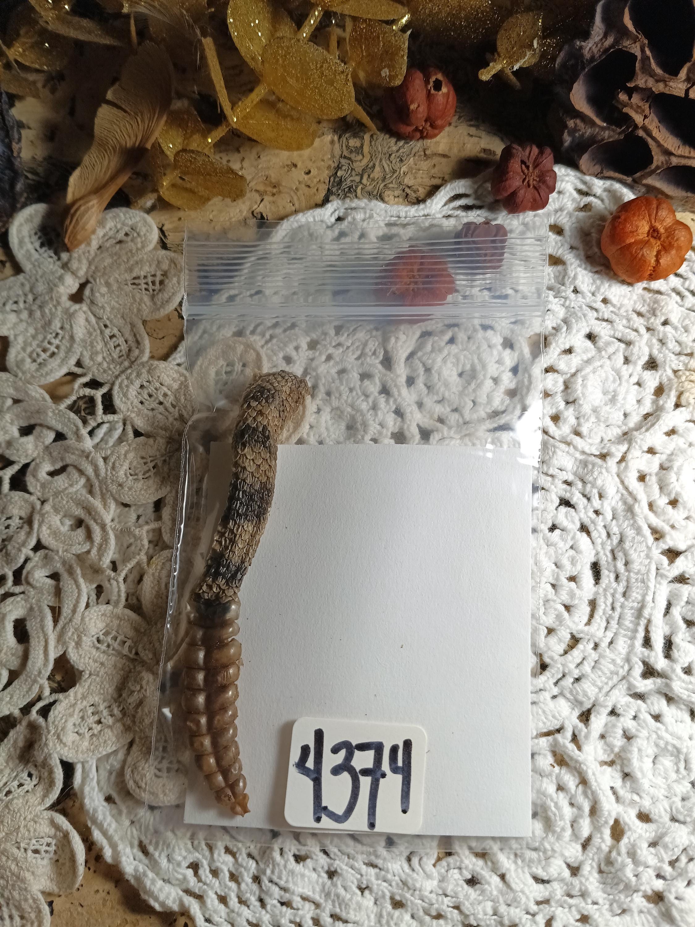 Deathtaxusa • #4374 - Real Animal Freeze Dried Rattler Rattlesnake ...