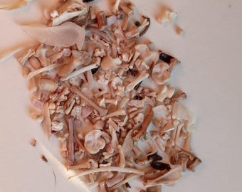 DeathTaxUSA • #4327 - Real Animal Mixed Domestic Rodent Small Fragment Bone Lot | Rat Mouse Mice Bones | Curio Oddities | Taxidermy Specimen