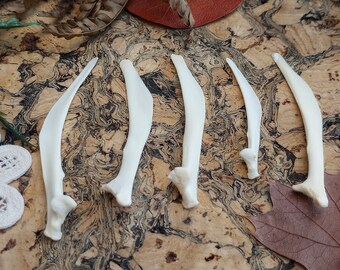 DeathTaxUSA • #2066 - Real Animal Domestic Poultry Chicken Chick Miscellaneous Bone Lot | Bird Bones | Curio Oddities | Taxidermy Specimen