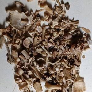 May include: A collection of small, off-white animal bones, including ribs, vertebrae, and other skeletal fragments. The bones vary in size and shape, with some appearing more complete than others. The arrangement is scattered, suggesting a natural or archaeological context.
