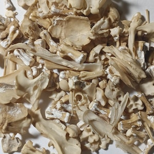 May include: A pile of assorted animal bones in varying shapes and sizes. The bones are primarily off-white and beige, with some areas showing a slightly darker, aged appearance. The collection includes vertebrae, ribs, and other skeletal fragments.