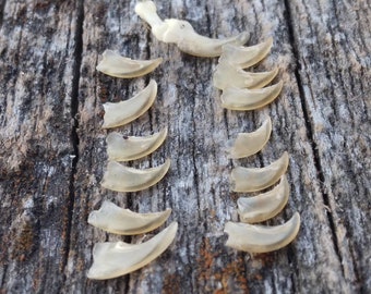 DeathTaxUSA • No. 756 - Real Small Claws Sheaths | Animal Claw Mammal | Weird Natural Curiosity Curio Oddities Oddity | Taxidermy Specimen