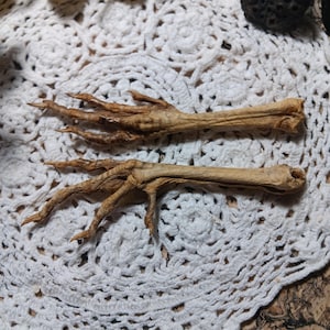 May include: Two dried chicken feet, tan in color, are displayed on a white crocheted doily. The feet are positioned side by side, showcasing their claws and textured skin. The background is slightly blurred, emphasizing the feet.