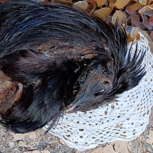 May include: A taxidermied black bird head with dark feathers, resting on a white, crocheted doily. The bird's beak and head are visible, with a detailed texture. The background includes gold-colored decorative elements.