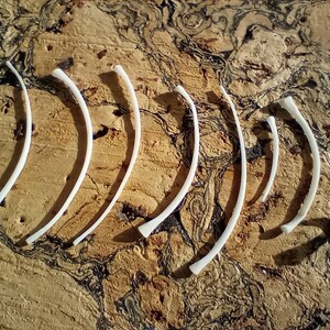 May include: A collection of small, curved, off-white bone fragments arranged on a textured, brown surface. The bones vary in size and shape, suggesting they may be ribs or similar skeletal elements. The lighting creates shadows.