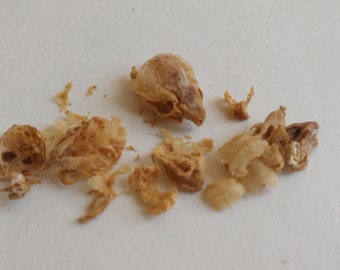 DeathTaxUSA • #1253 - Real Animal Domestic Baby Rodent Skulls Bone Lot | Rat Mice Skull | Curiosity Curio Oddities | Taxidermy Specimen