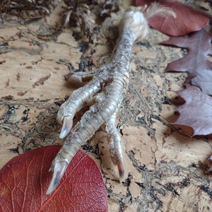 May include: A dried bird foot with sharp talons, resting on a textured, light brown surface. Red and brown leaves are scattered around the foot, with a few sprigs of dried grass. The foot is a light tan color.