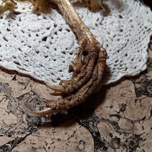 May include: Close-up of a dried bird foot with three long, sharp claws. The foot is a mix of brown and tan colors, with textured skin and visible scales. It rests on a white, crocheted doily and a patterned surface.