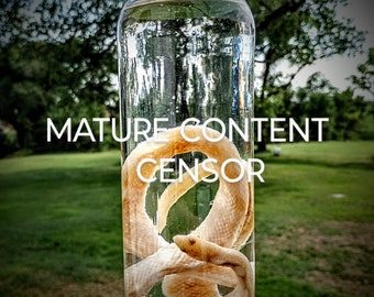 DeathTaxUSA • Real Animal Long-Nosed Long Nosed Snake Serpent | Rhinocheilus lecontei | Curio Curiosity Oddities | Taxidermy Specimen