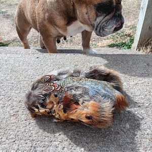 May include: A close-up of a colorful pheasant with brown, blue, and orange feathers. The bird is lying on a concrete surface. A brown and white bulldog is standing in the background.