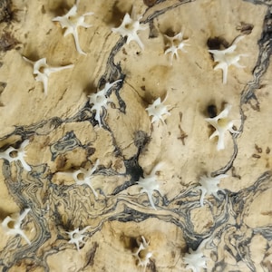 May include: A collection of small, white, star-shaped objects scattered across a light brown, textured surface with dark, swirling patterns. The objects appear to be bone or a similar material, creating a contrast against the background.