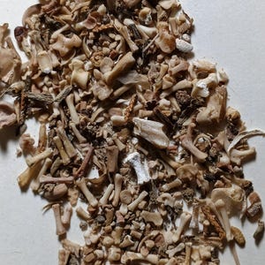 May include: A collection of small, beige animal bones and bone fragments. The assortment includes various shapes and sizes, with some pieces appearing to be vertebrae and other skeletal components. The bones are scattered across a light-colored surface.
