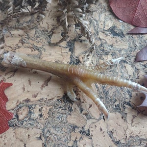 May include: A close-up of a chicken foot, showcasing its light brown color and textured skin. The foot has four toes with sharp, white claws. The background features a cork-like surface with dried leaves.