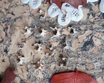 DeathTaxUSA • #1903 - Lote de vértebras de animales reales / Huesos juveniles / Curiosidades / Ejemplares de taxidermia