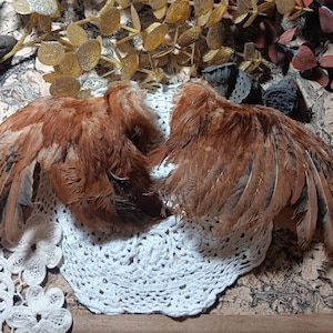 May include: Two brown and tan feathered wings, possibly from a bird, are displayed on a white crocheted doily. The wings have a natural, textured appearance with varying shades of brown and black. Decorative elements are in the background.