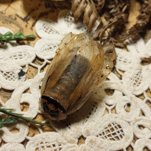 May include: A preserved insect specimen with translucent wings and a brown body, resting on a white lace doily. The insect's body has a dark stripe, and its head features black and teal markings. Dried foliage and green sprigs surround the insect.