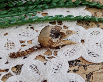 DeathTaxUSA • #2015 - Real Animal Domestic Poultry Chicken Poult Chick Head | Skull Bird Birds Hoodoo Voodoo | Oddities | Taxidermy Specimen