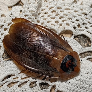 May include: A large, brown insect with a glossy, textured exoskeleton. The insect has a dark brown head with a black and red pattern. The insect is resting on a white, crocheted surface.