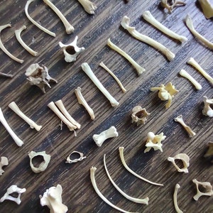 May include: A collection of various animal bones, including ribs, vertebrae, and leg bones, arranged on a wooden surface. The bones are light brown in color and appear to be cleaned and dried.