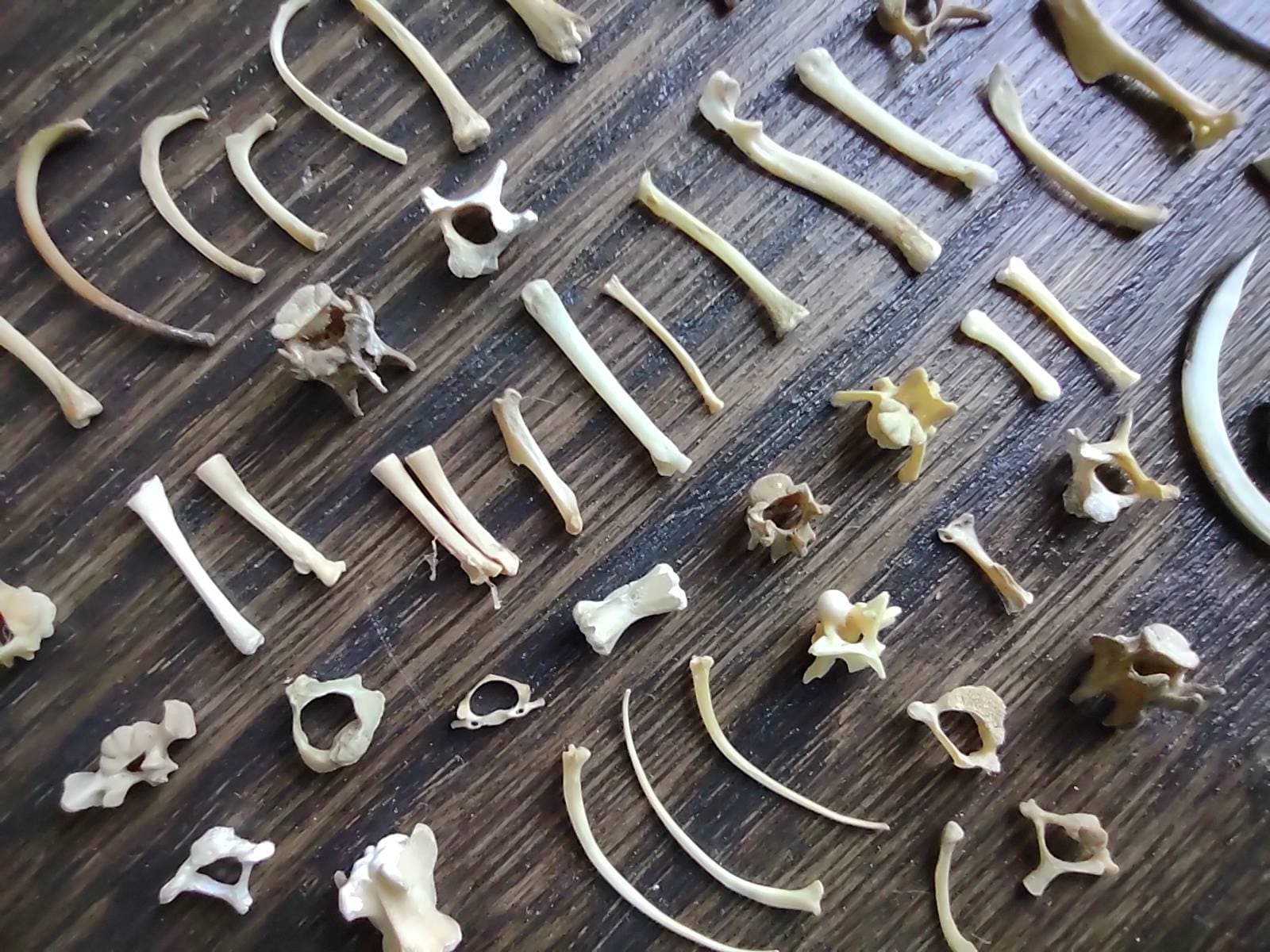 DeathTaxUSA • #A29 - 50+ Real Animal Domestic Rodent Mice Bone Lot | Mouse Mice Rat Rats Rodents Bones | Curio Oddities | Taxidermy Specimen