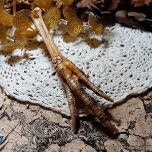 May include: A dried bird foot with three long toes and a sharp claw. The foot is light brown and tan, with textured skin. The foot is resting on a white crocheted doily, with gold-colored leaves in the background.