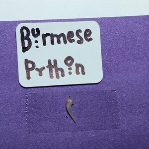 May include: A small, light-colored object, possibly a claw or tooth, is taped to a purple surface. Above it, a white label displays the words "Burmese Python" in a handwritten style, with brown ink.
