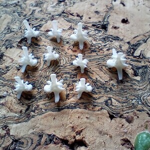 May include: A collection of small, white, spine-shaped objects arranged on a textured, brown surface. The objects have a detailed, three-dimensional design, with multiple protrusions. The background is a natural, cork-like material.