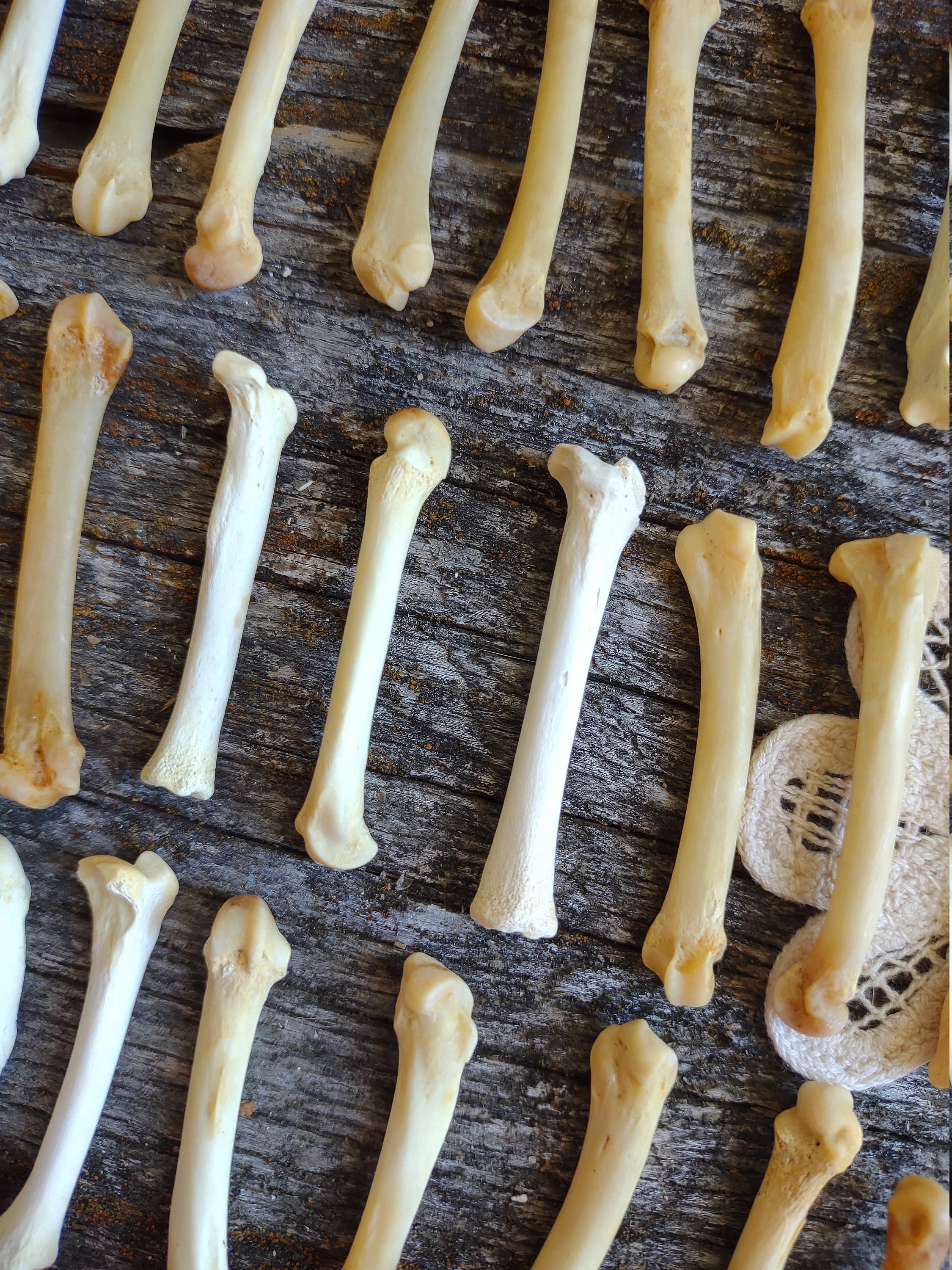 Small Animal Bones: Essential Facts Every Pet Owner Must Know