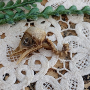 May include: A bird skull with visible eye socket and beak, resting on a white lace doily. Green leafy sprigs are placed near the skull. The background is a corkboard-like surface.