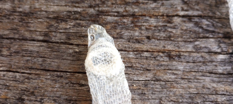 Image result for Deathtaxusa • #53 - 30" Cornsnake Corn Snake Skin Shed Molt | Serpent Reptile | Nature Curio ...