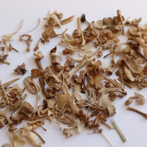 May include: A collection of small, beige animal bones scattered on a white surface. The bones vary in size and shape, including vertebrae, ribs, and other skeletal fragments. Some pieces of dried grass are also present.