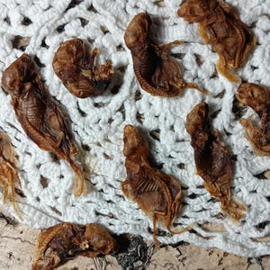 May include: A collection of dried, brown, small animal carcasses, possibly rodents, arranged on a white, crocheted doily. The carcasses are in various positions, showcasing their skeletal structure. The background is a light brown surface.