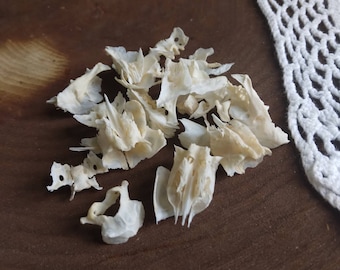 DeathTaxUSA • #362 - Real Animal Mixed Domestic Skulls Fragments Bone Lot | Rodent Bones | Curio Oddities Oddity | Taxidermy Specimen