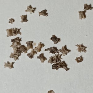 May include: A collection of small, beige-colored, bone-like objects scattered on a white surface. The objects have a textured appearance and irregular shapes, resembling miniature vertebrae or similar skeletal elements. The lighting is soft, highlighting the details of each piece.