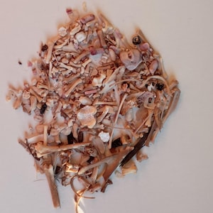 May include: A collection of small, beige animal bones and bone fragments, including ribs, vertebrae, and other skeletal pieces. The bones are arranged in a pile on a white surface, with some darker, possibly decayed, areas.