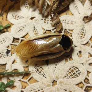 May include: A detailed, close-up shot of a decorative insect figurine. The figurine is primarily tan and brown, with a shiny, metallic-like finish on its back. The head is black. The insect rests on a cream-colored, lace doily, with dried leaves and greenery in the background.